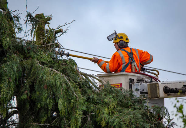 Best Tree Removal Service  in Sturtevant, WI