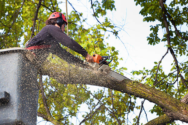 Best Tree Preservation Services  in Sturtevant, WI